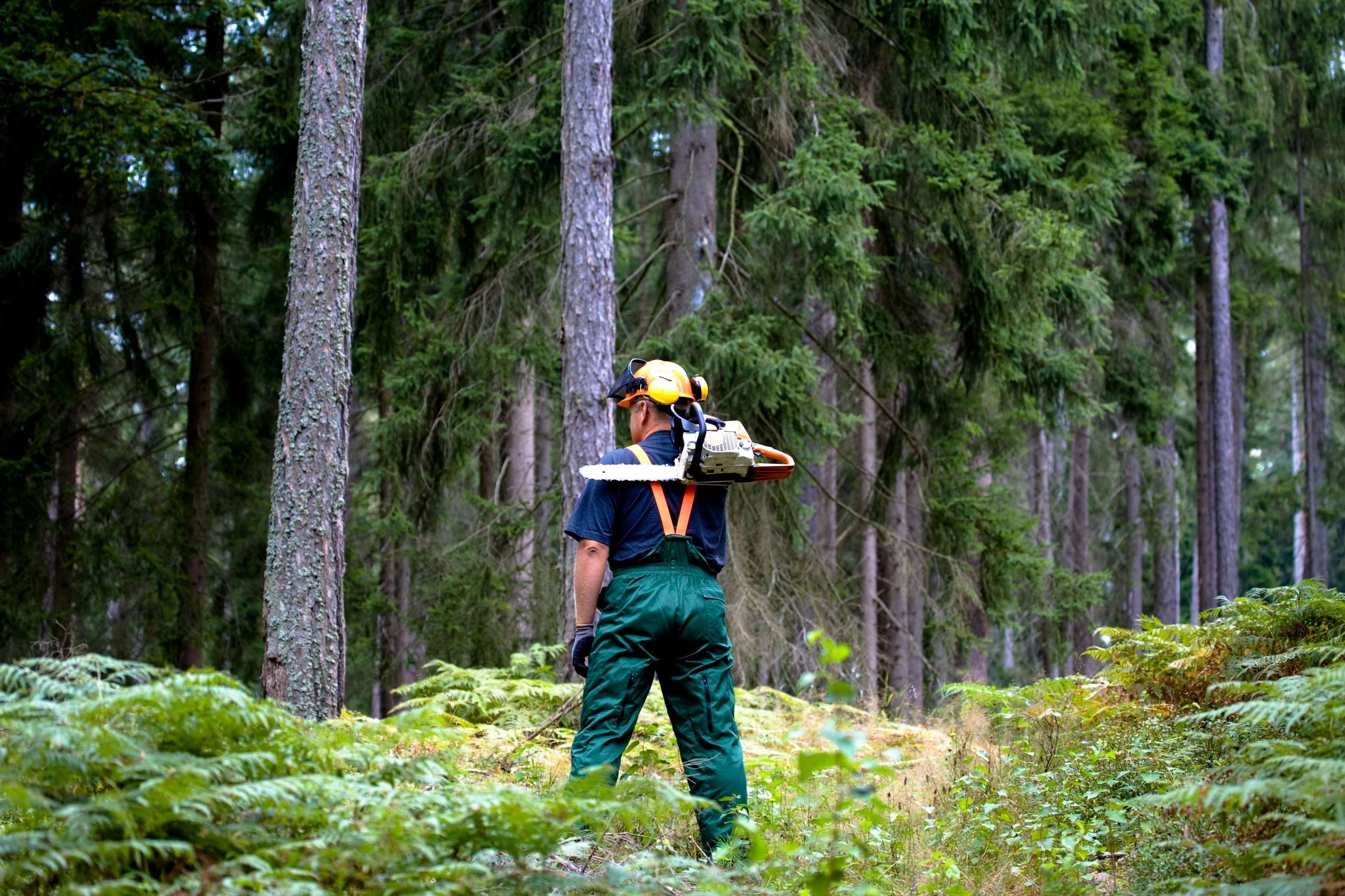 Skovhugger i skov med en motorsav - klar til at fælde træer